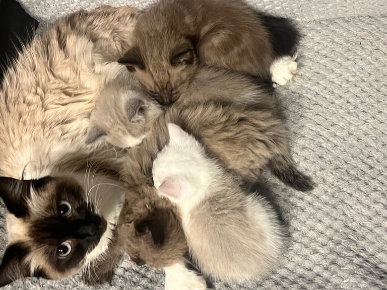 Snowshoe X Birman kittens for sale 