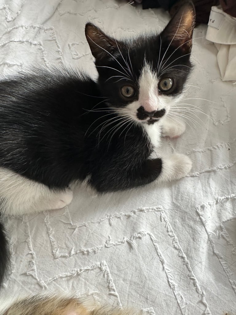 Adorable Kitten 