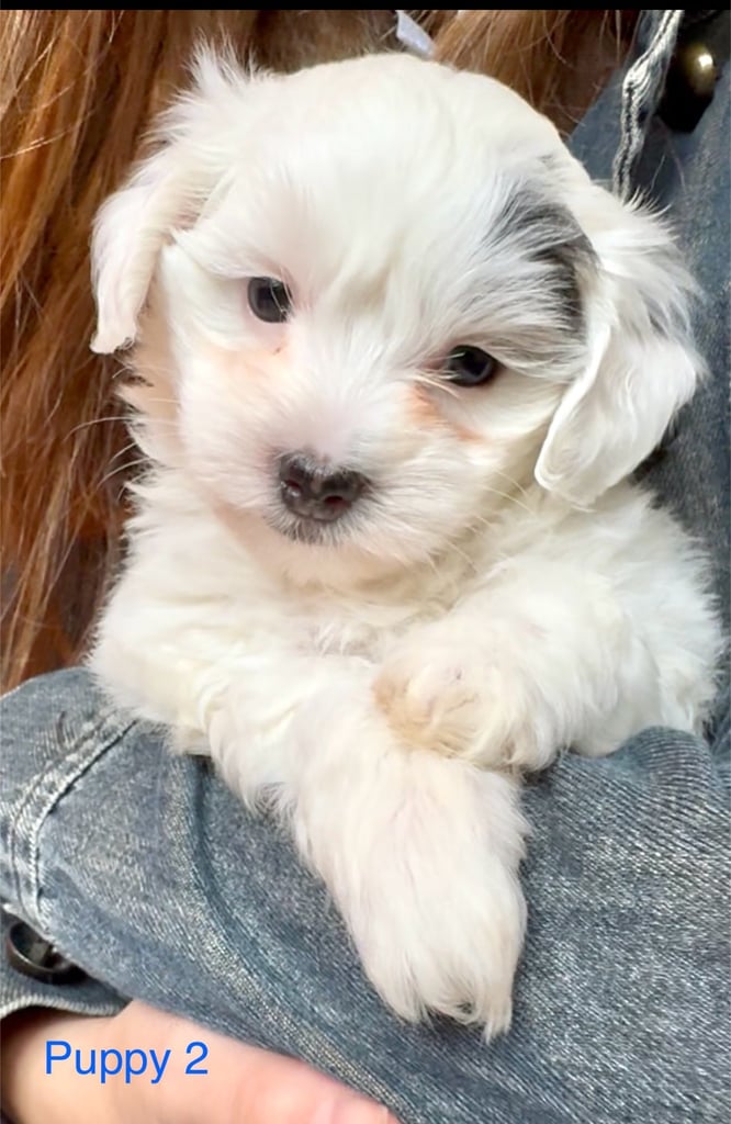 Exquisitely Cute Toy Teddy Maltipoo Puppies