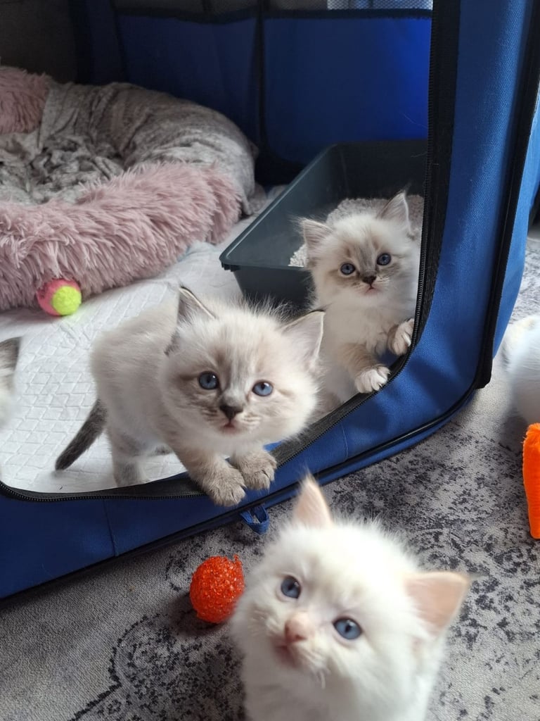🐾 For Sale: Ragdoll Kittens – 2 Girls, 4 Boys 🐾*