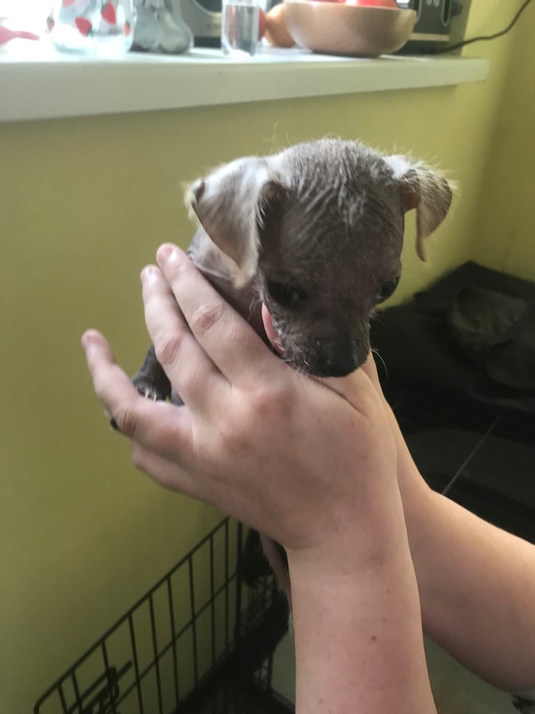 Rare Chi Chi Puppies