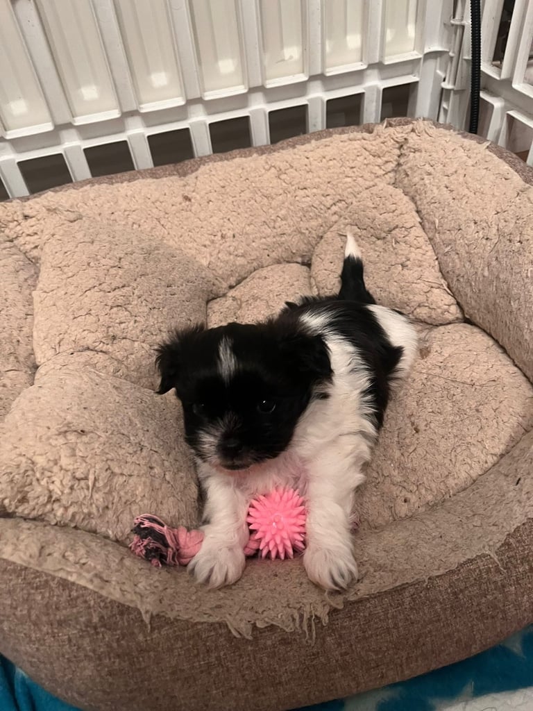 Beautiful male Shih Apso