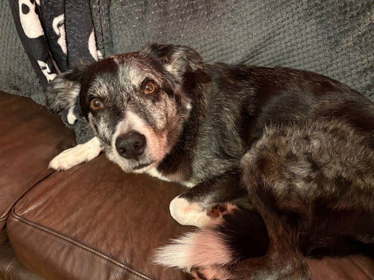 Murphy blue merle border collie