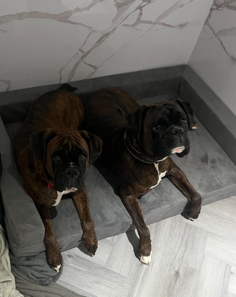 KC Boxer puppies - bobtail & longtail 🐶🩷💙