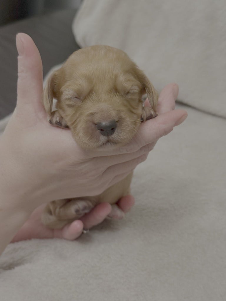 Cocker spaniel puppies for sale