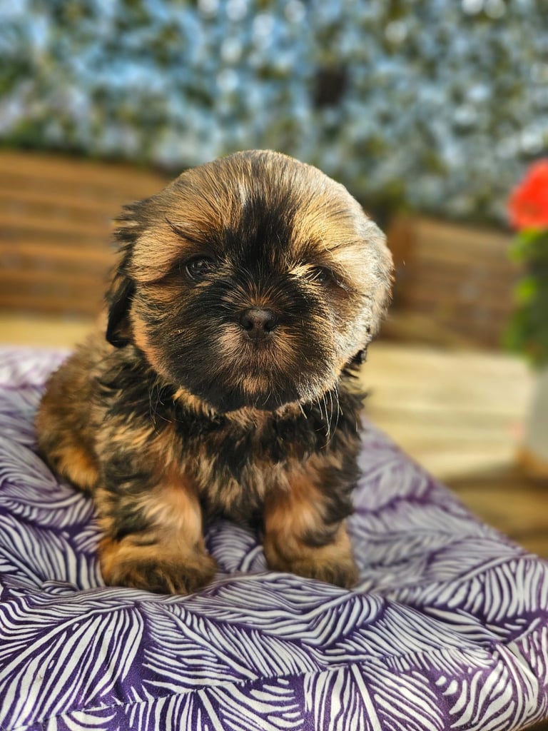 🐶 Shih Tzu Puppy READY NOW – Licensed Breeder (Licence No. DB/19/25)