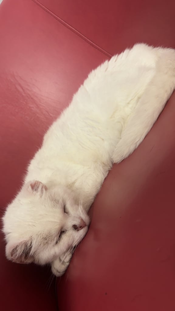 Rescue cat