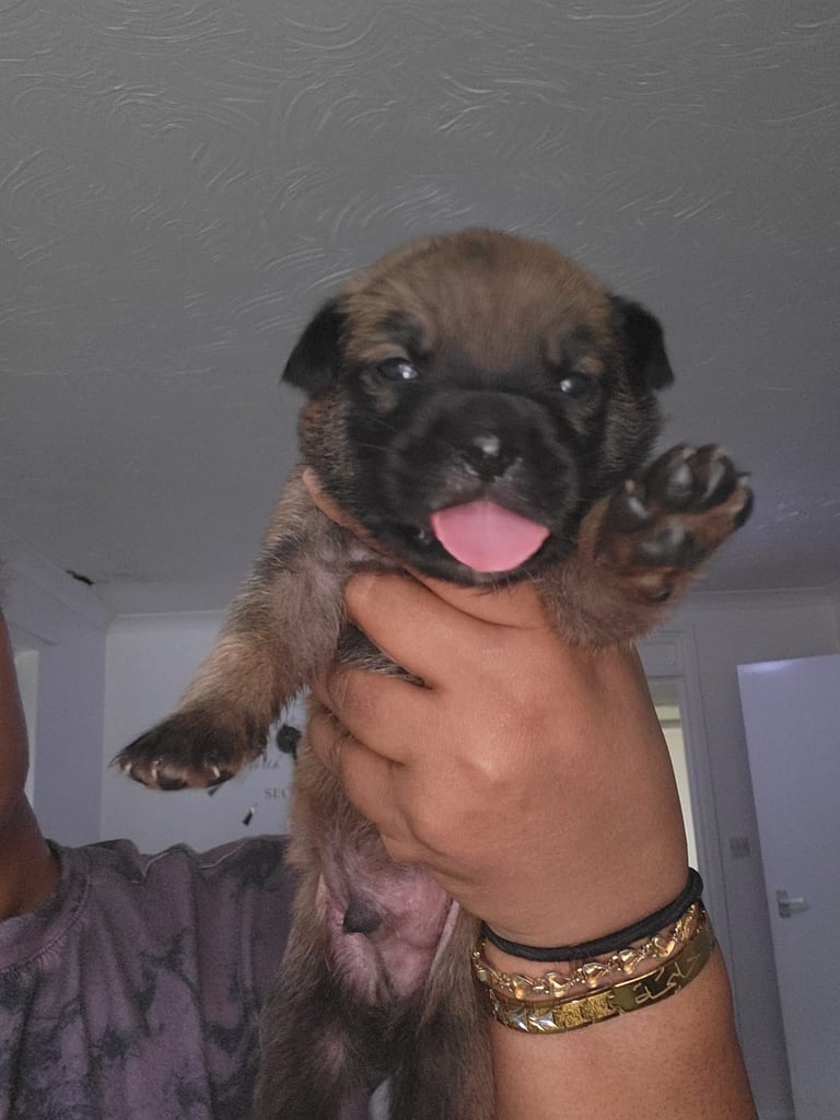 image for “Beautiful Ridgeback Staffy x Rottweiler Puppies – Family Raised”