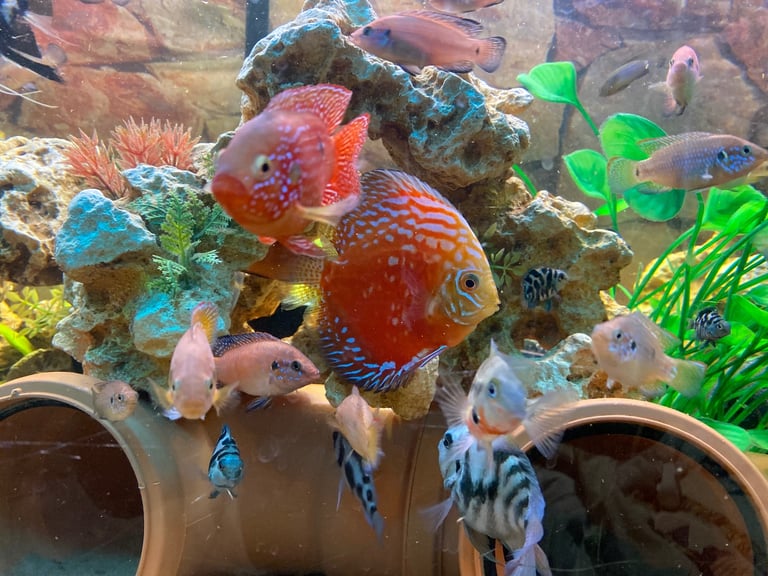 Tanks and fish for sale.