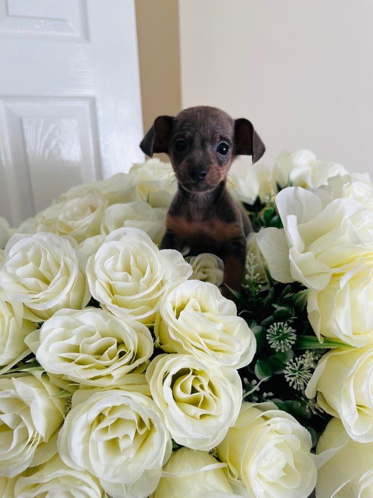 Miniture dachound 