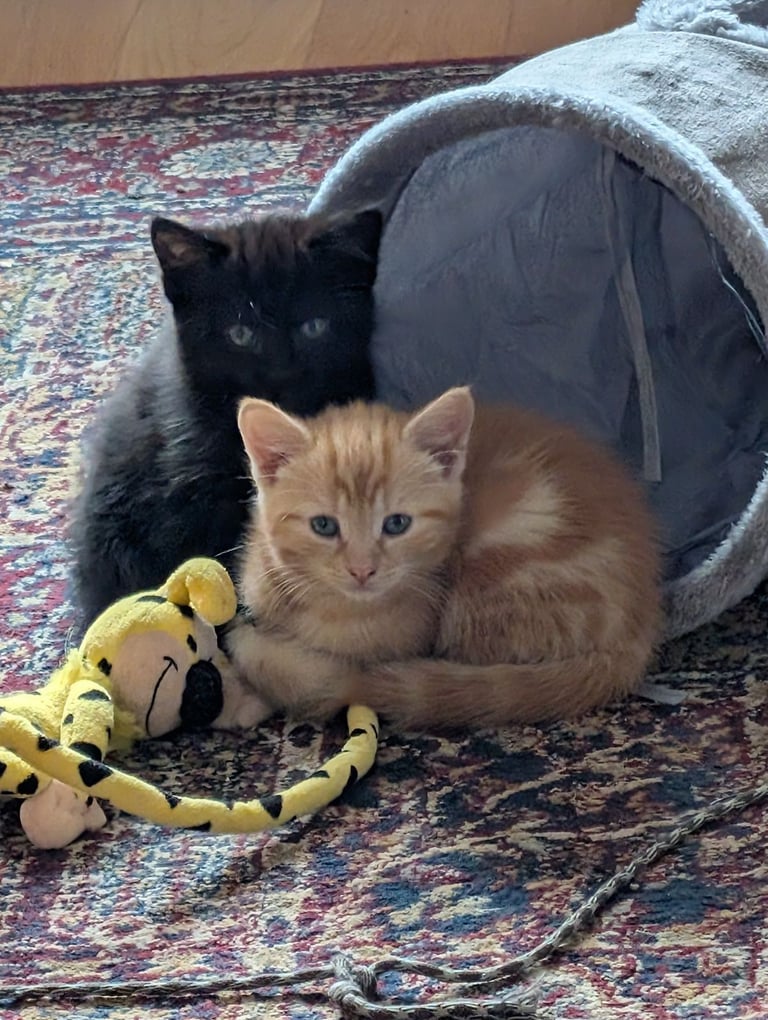 Adorable kittens looking for new homes