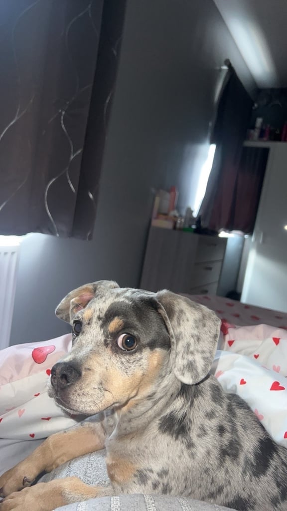 French Weiner