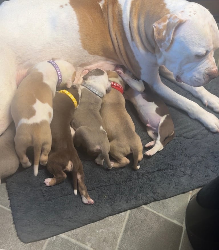 Beautiful American bulldogs 