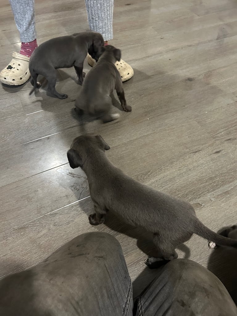 Whippet pups ready to go nice and small mother and farther