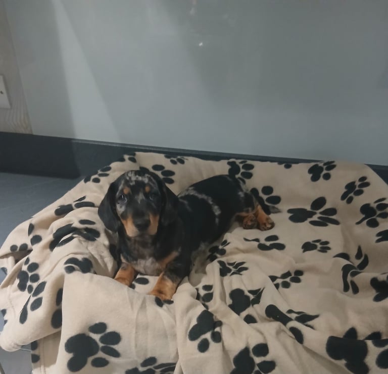 Dachshund puppy 13 weeks old 