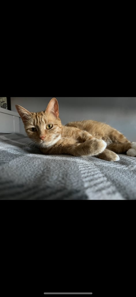 Ginger kittens 