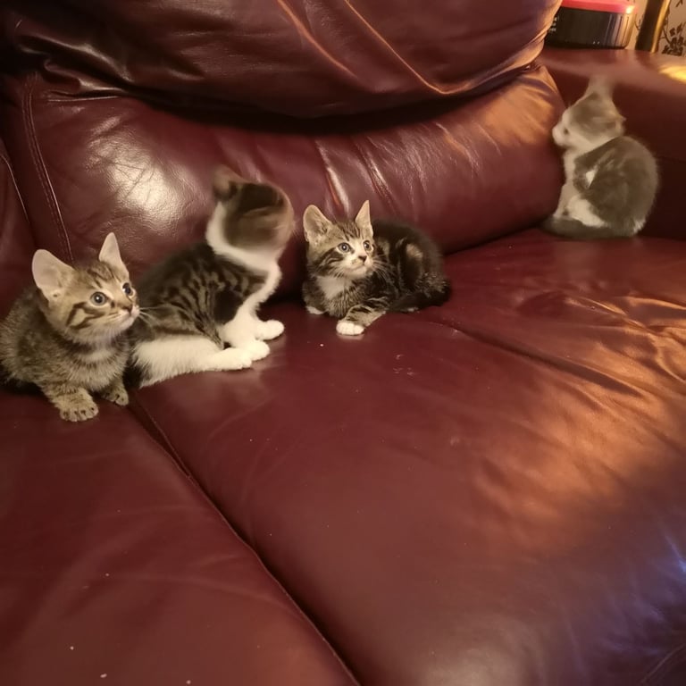 4 lovely kittens for sale 