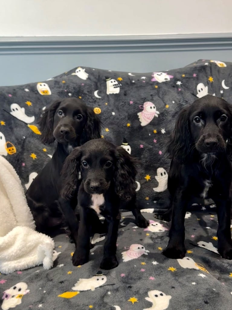 **3 Black female Cocker spaniel puppies** 