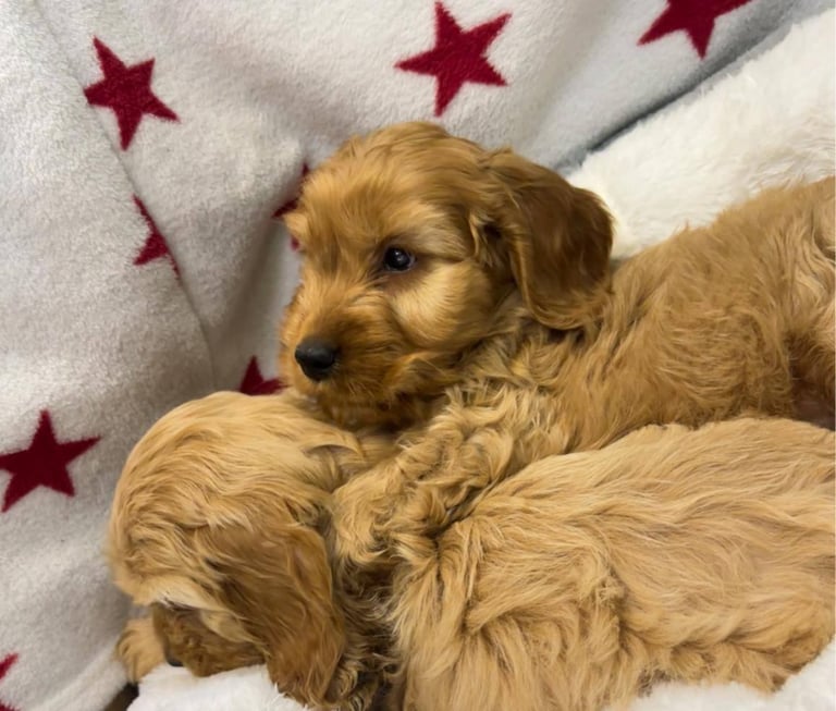 Cackapoo puppies for sale 