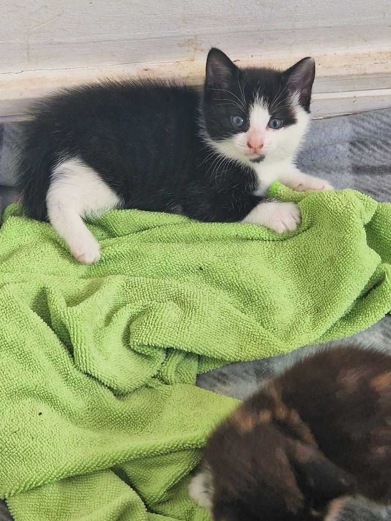 4 Beautiful Fluffy Kittens 