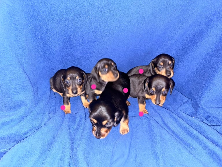 8 dachshund puppies 5girls 3boys