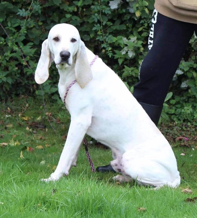 Rare Porcelaine Hounds