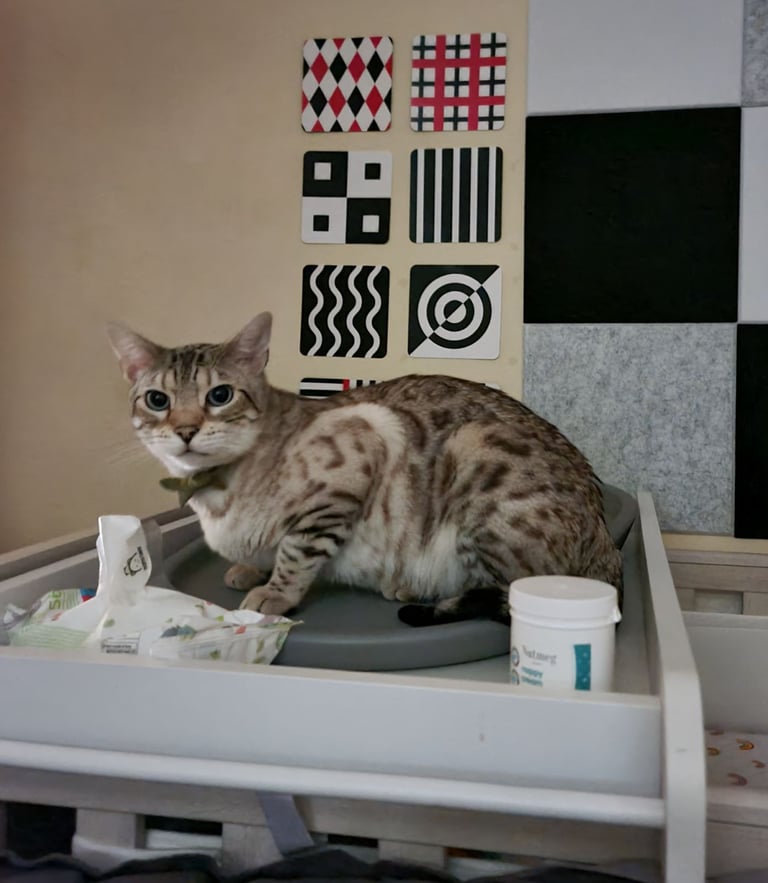 1y Male + Female Bengals to be homed together or separately