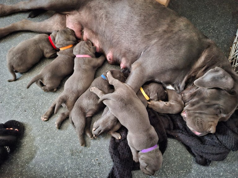 **REDUCED** 2 left Pure Cane Corso puppies (Blue) 2 females left 