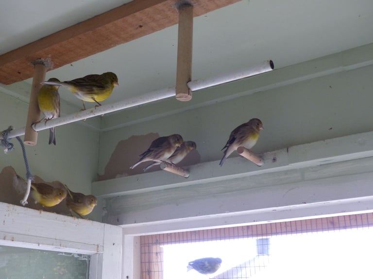 Canaries  for sale