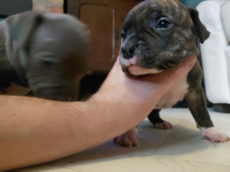 Bully pups for sale