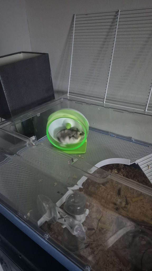 Hamster and cage 
