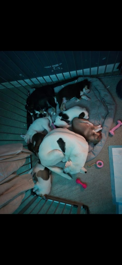 Husky mix puppies - 4 girls left! 