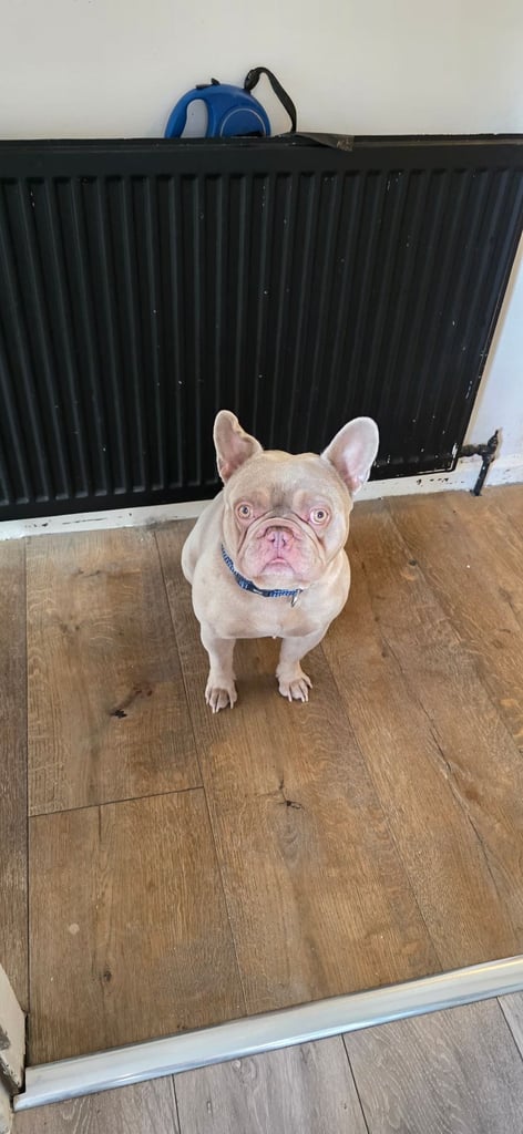 Lilac french bulldog for sale