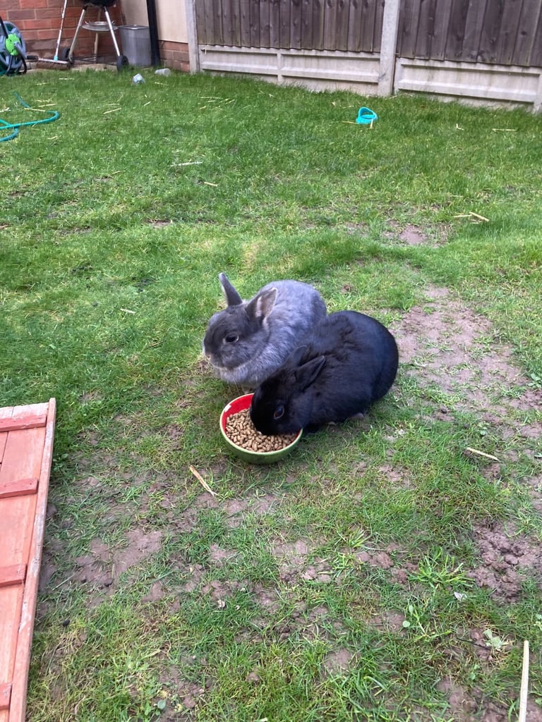 Rabbits - Norwegian Dwarf - With hutch