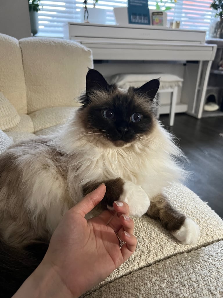 *Pedigree* Snow White Birman (Female) 