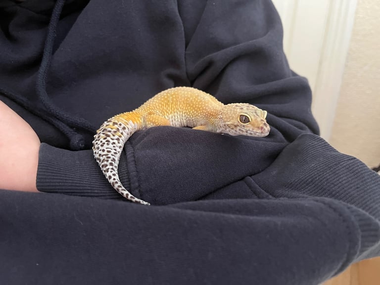 Leopard Gecko + Vivarium full set up