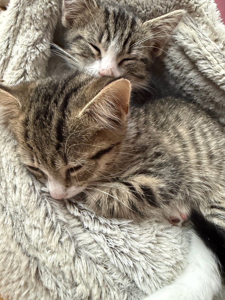 🌸🐾 Two Adorable Kittens Ready for Their Forever Homes! 🐾🌸