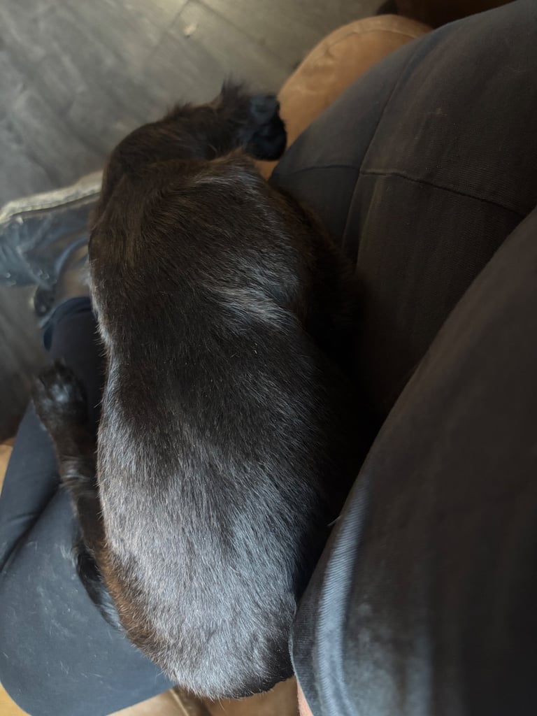 Cocker Spaniel Puppies 