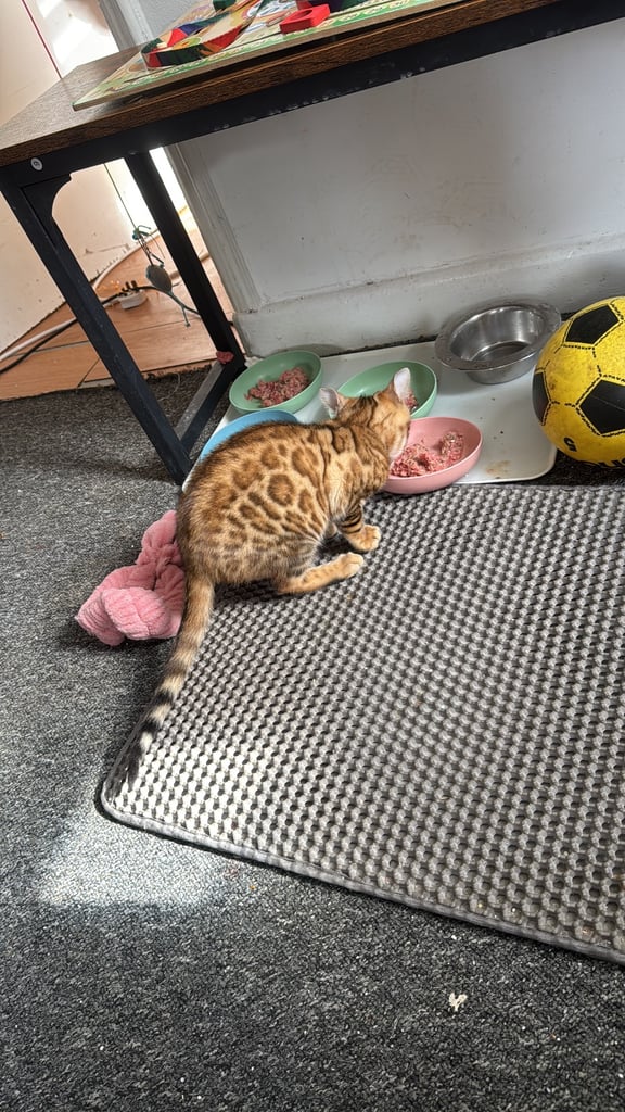 TICA Bengal pure blood kittens rosette tiger stripes 