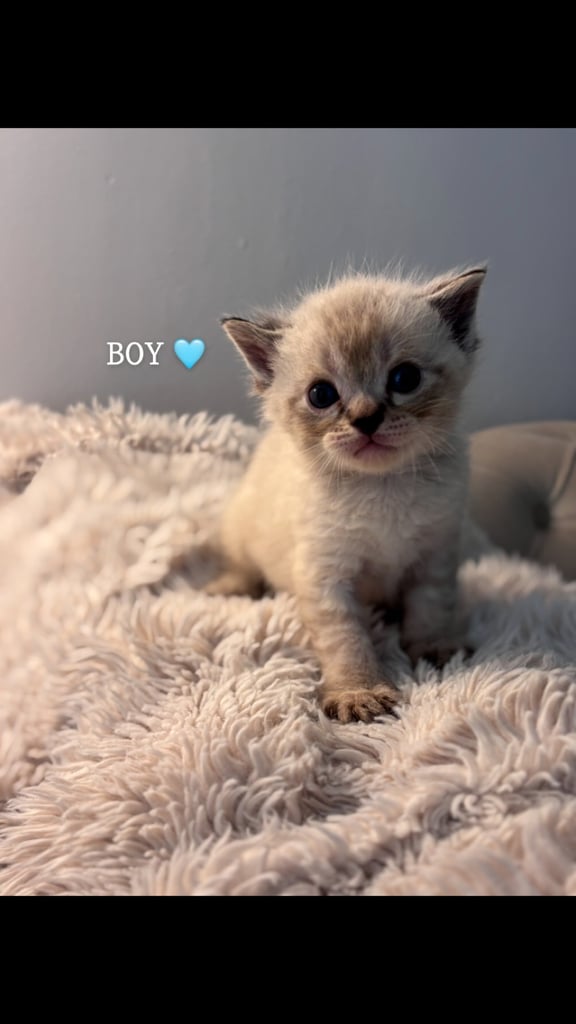 ONLY 2 LEFT! 🐾✨ Adorable Persian × Bengal Kittens Looking for Loving Homes! ✨🐾