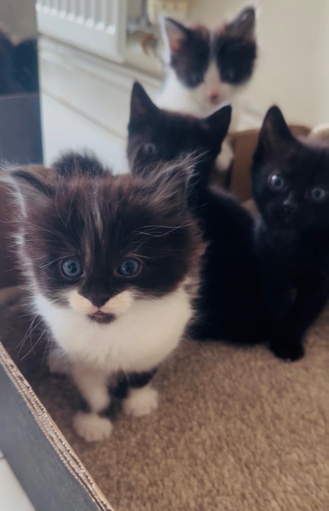 4 beautiful kittens ready to leave 