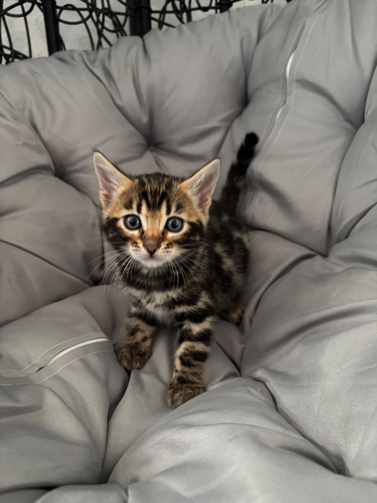 🐾Gorgeous Pure Bengals Ready Now🐾