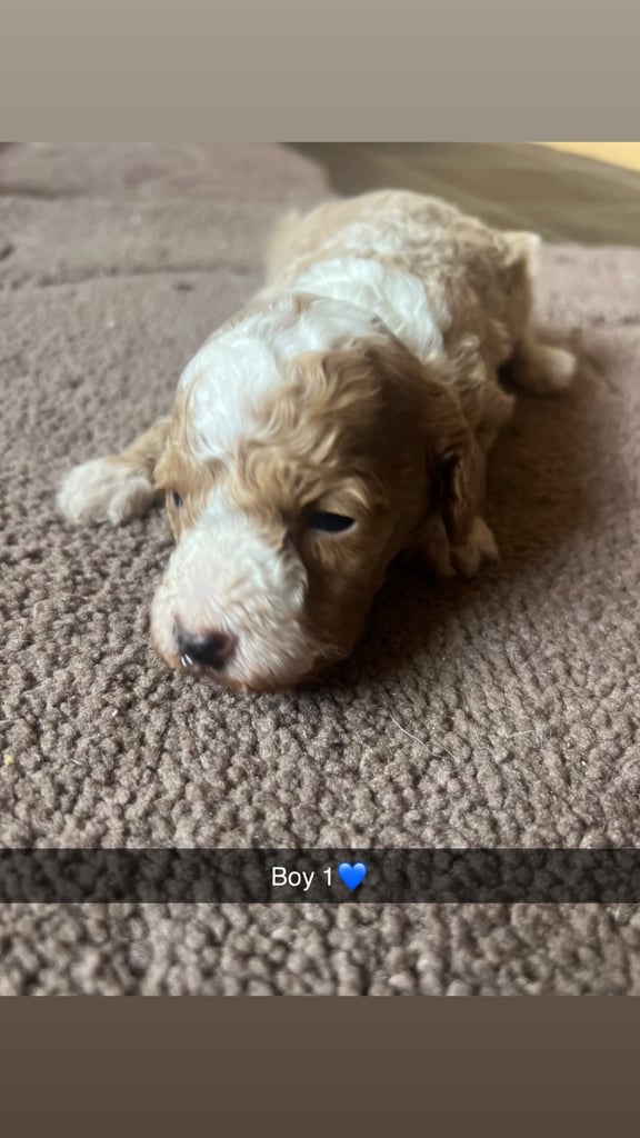 image for Cockapoo puppies 