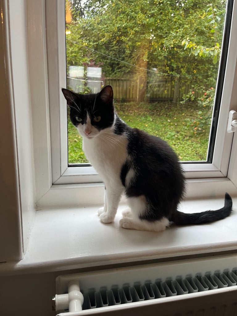 2 black and white cats 