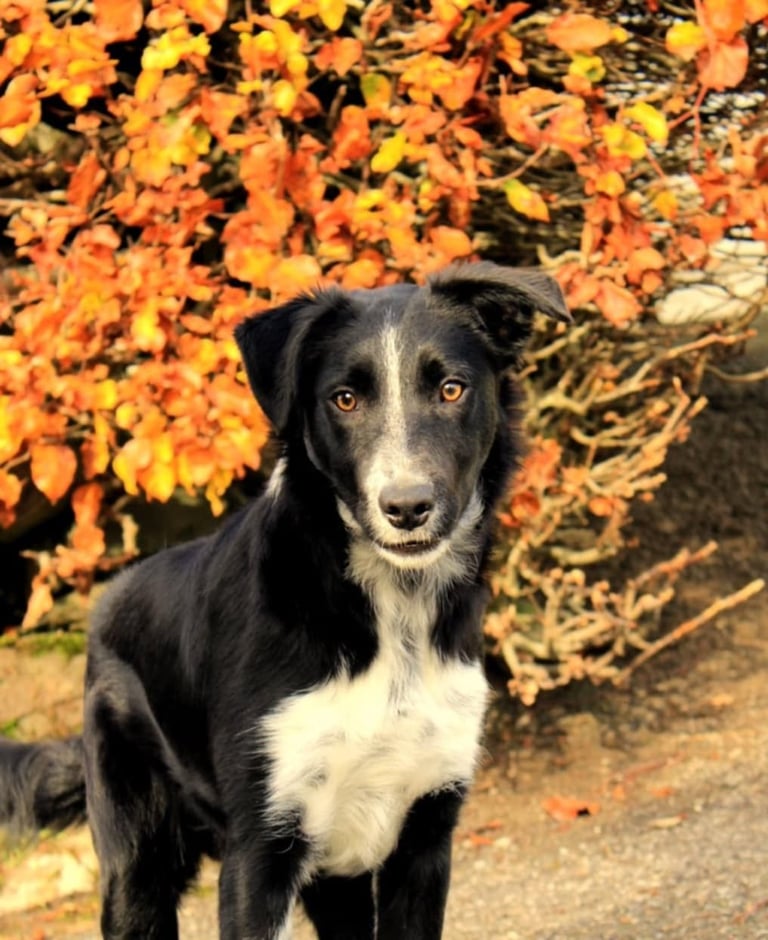 Border collie youngster