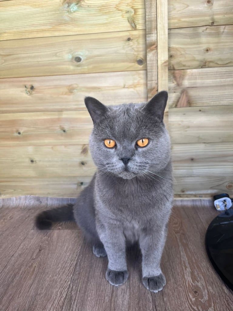 British short hair kitten