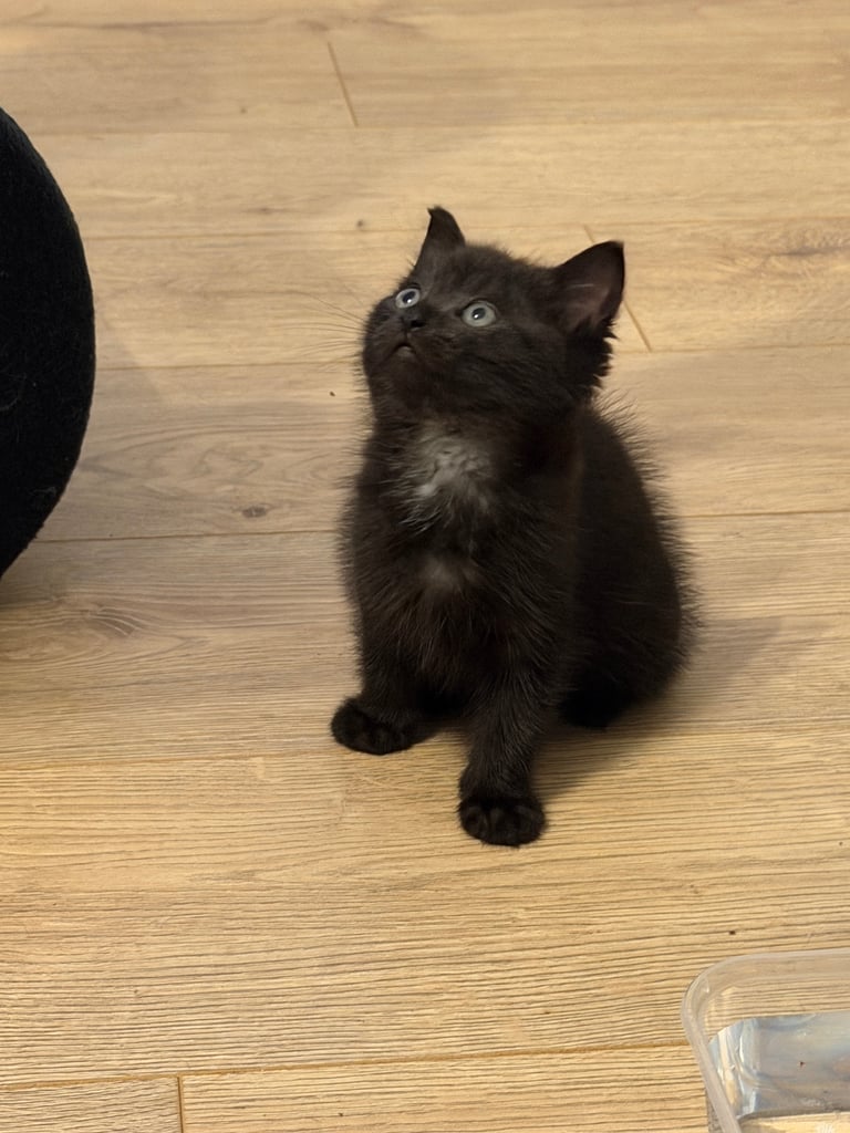 3 kittens boys ready to go 