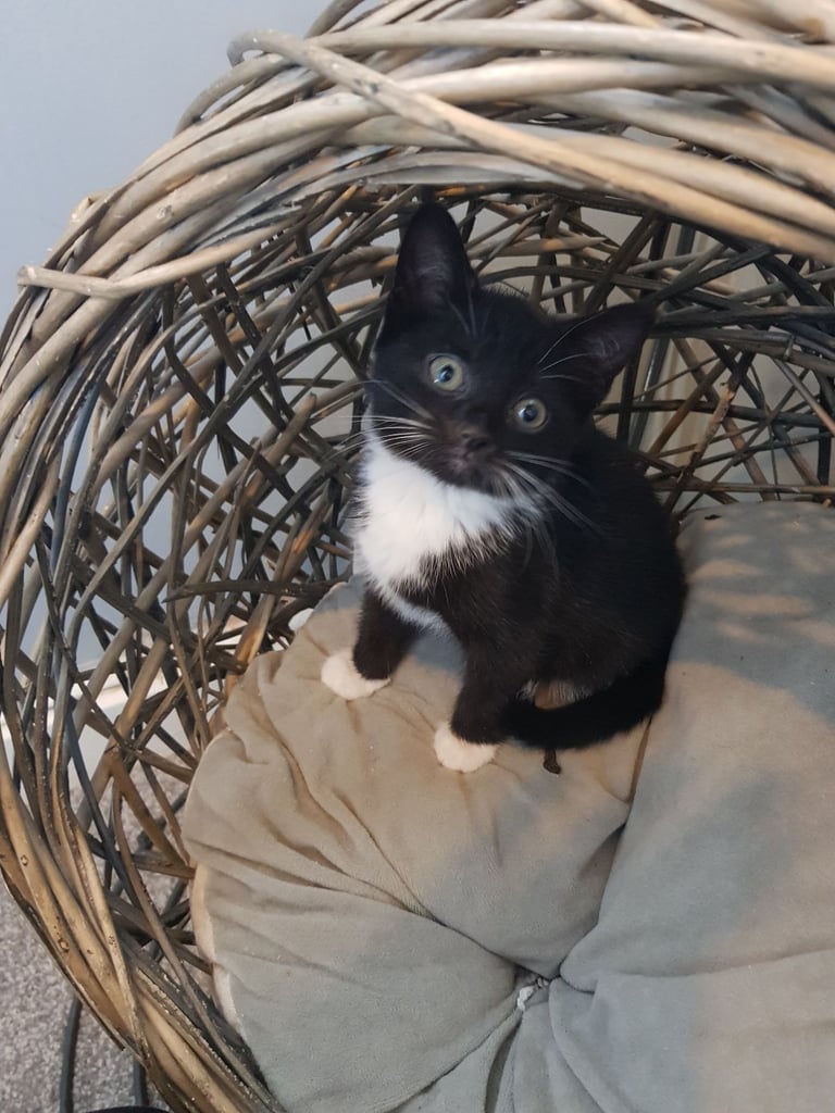 Ragdoll cross Turkish Angora kittens 