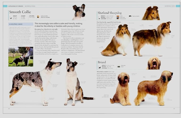 The Dog Encyclopedia: The Definitive Visual Guide (DK Pet Encyclopedias)