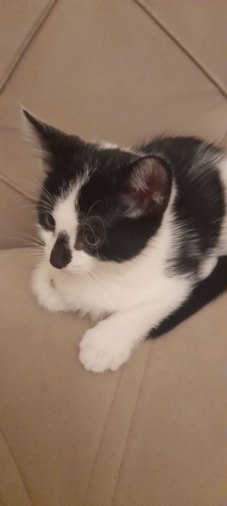 Black and white kittens ready home